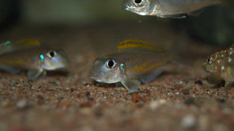 Xenotilapia flavipinnis 'Mutondwe (Crocodile) Island'